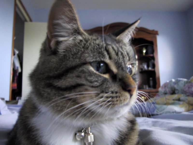Our Cat Cassie