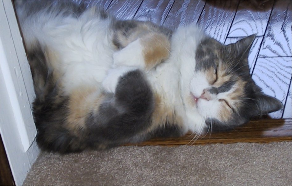 Our Cat Molly