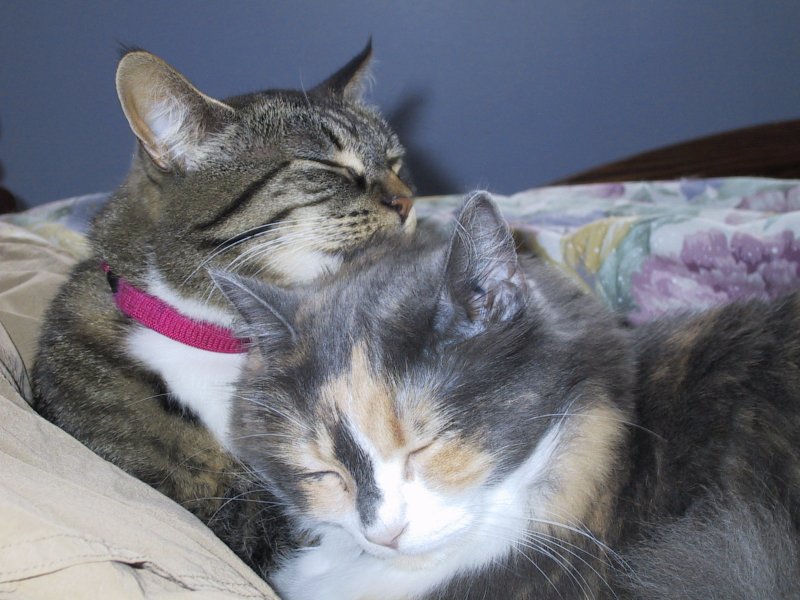 Our Cats